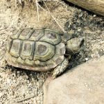 Wilde Schildkröte in Kapstadt