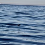 Seelöwe spielt im Wasser
