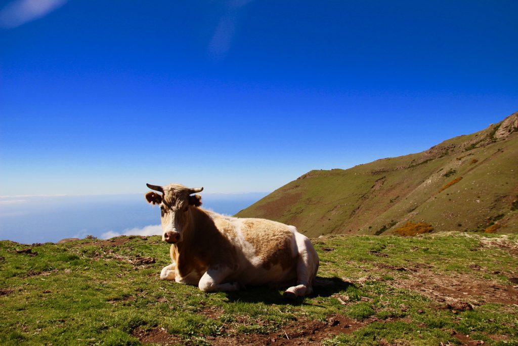 Madeira Bergkühe