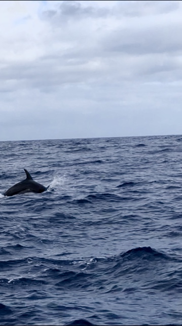 Pottwale vor Madeira